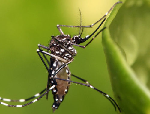 ¿Qué sabes sobre el Zika?